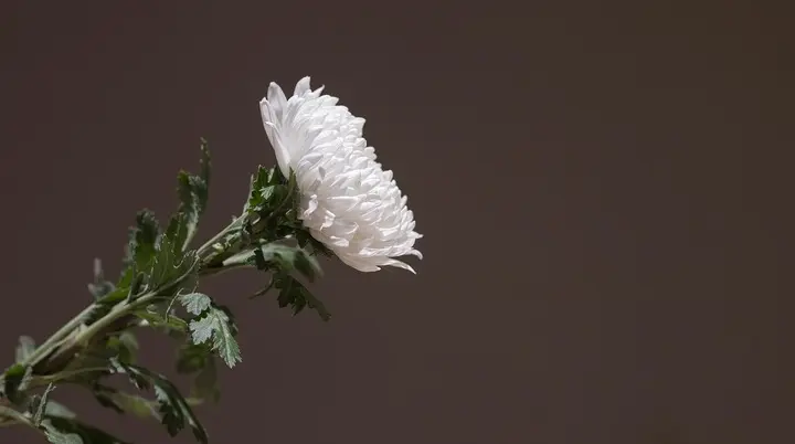 © HeungSoon auf Pixabay