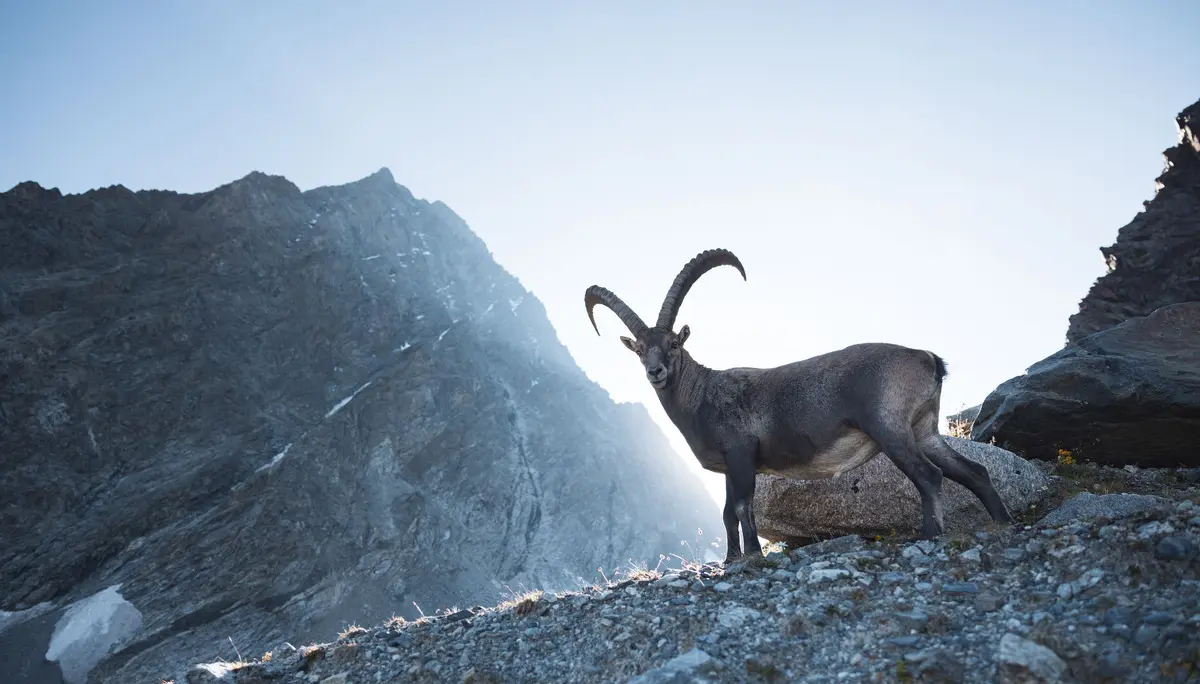 Steinbock | © Alpsolutpictues