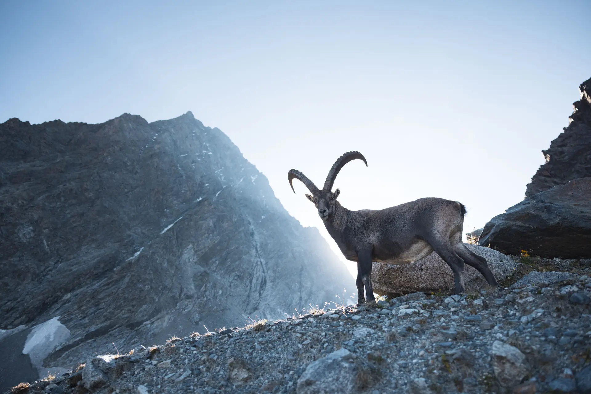 Steinbock | © Alpsolutpictues